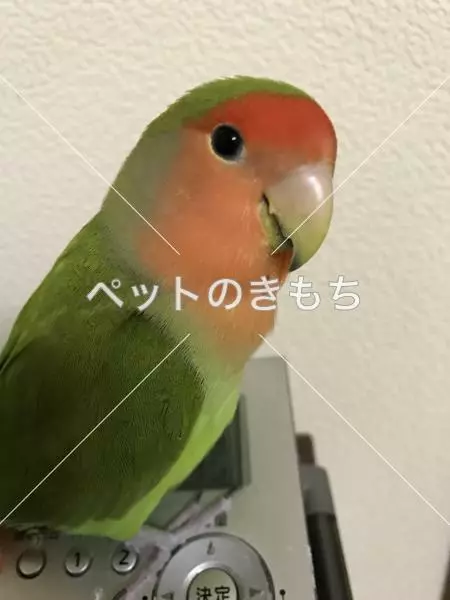 迷子鳥の画像