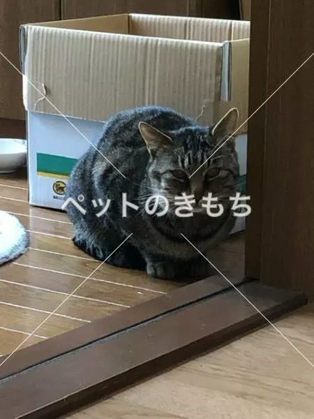 保護猫の画像