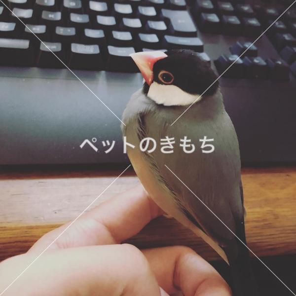 迷子鳥の画像