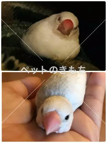 迷子鳥の画像