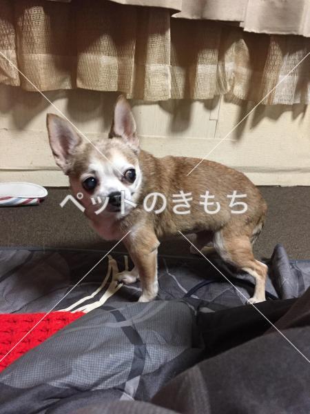迷い犬の写真