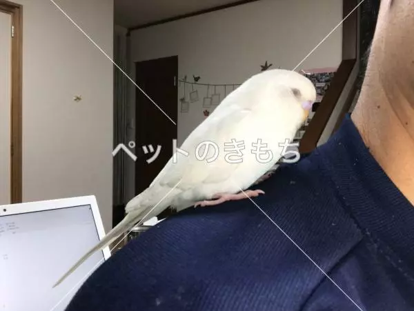 迷子鳥の画像