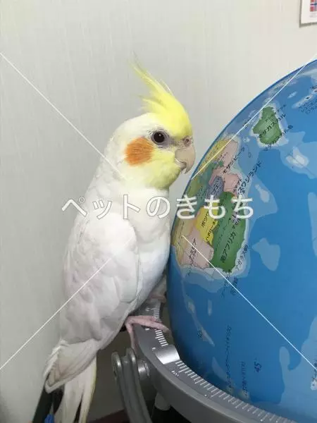 迷子鳥の画像