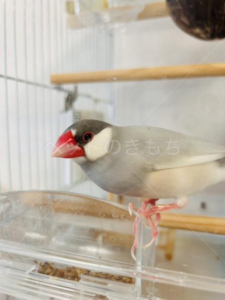 迷子鳥の画像
