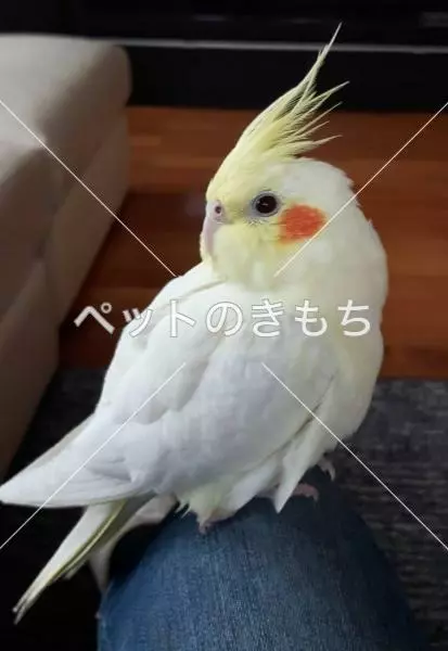 迷子鳥の画像