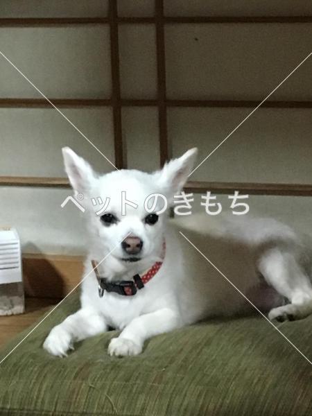 迷い犬の写真