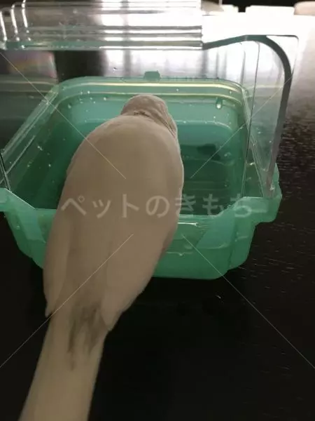 コメント画像