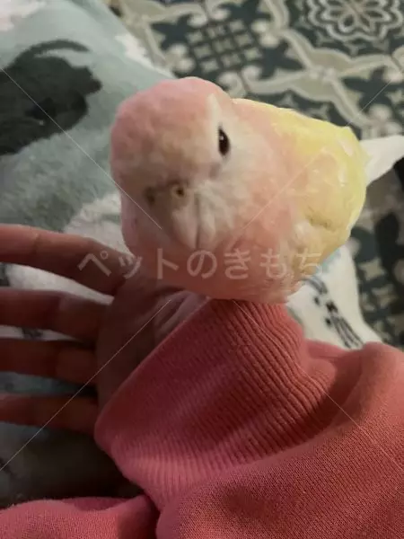 迷子鳥の画像