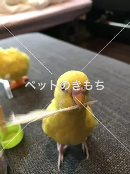 迷子鳥の画像