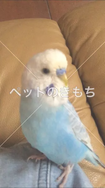 迷子鳥の画像
