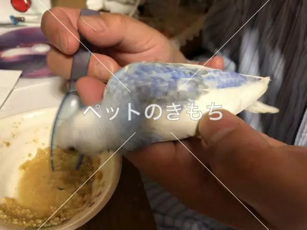 迷子鳥の画像