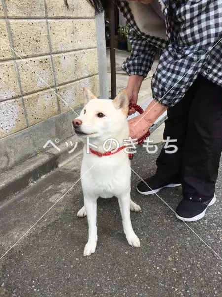 保護犬の画像