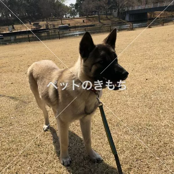 迷子犬の画像