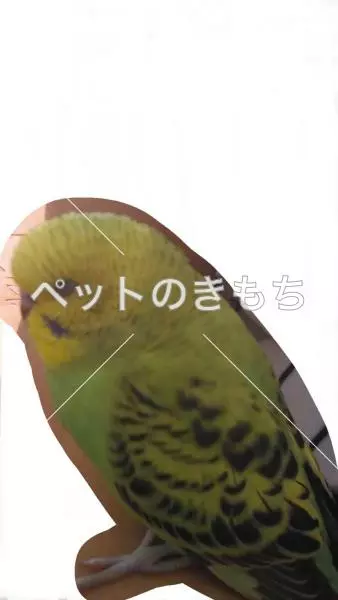 迷子鳥の画像