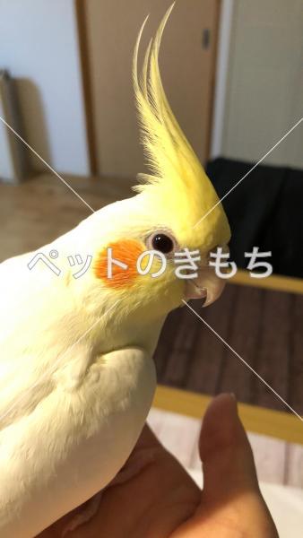 迷子鳥の画像