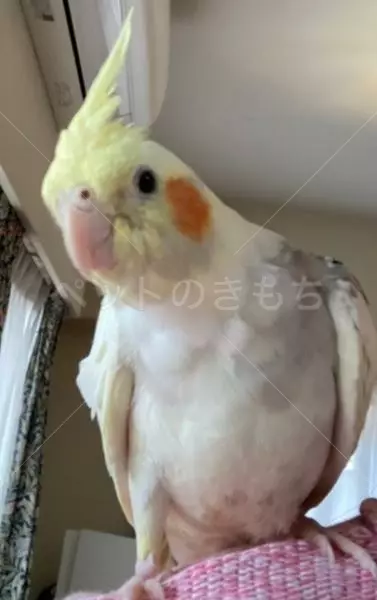 迷子鳥の画像