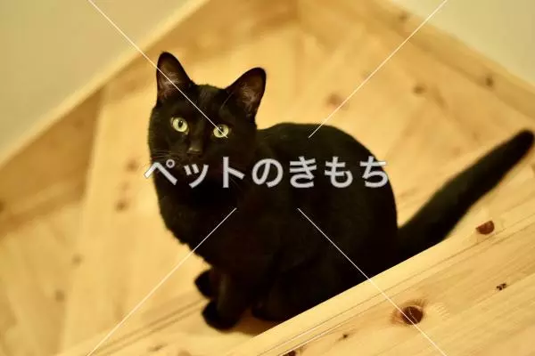 迷子猫の画像