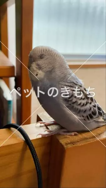 迷子鳥の画像
