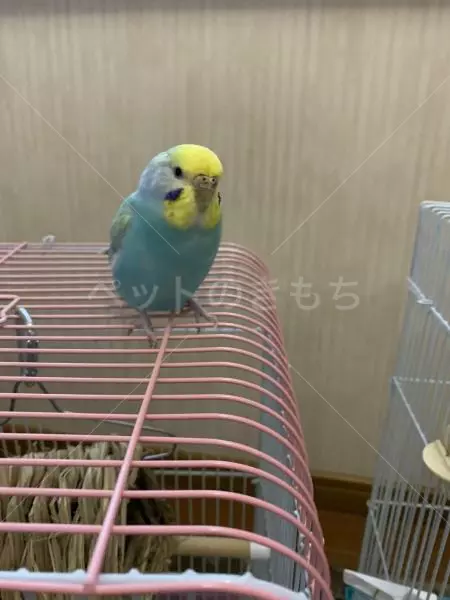 保護鳥の画像