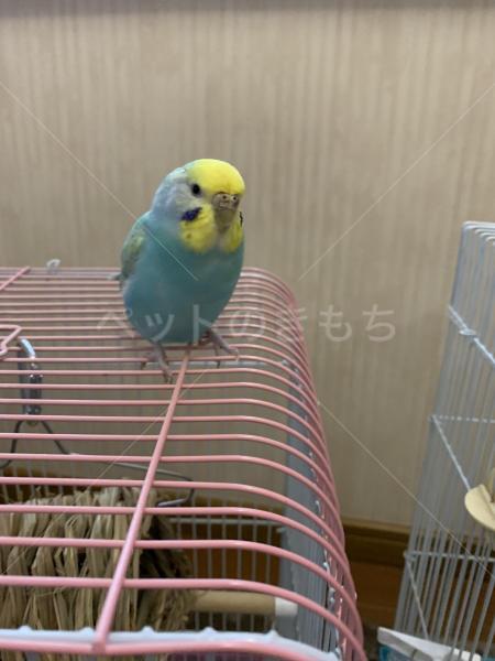 保護鳥の画像