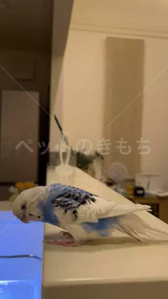 迷子鳥の画像