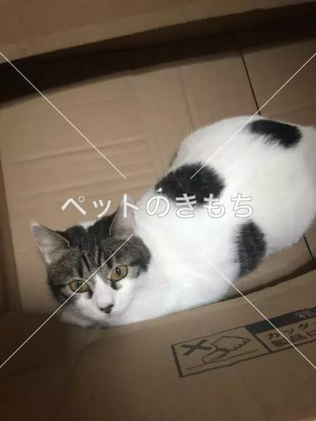 迷子猫の画像