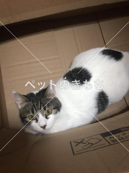 迷い猫の写真