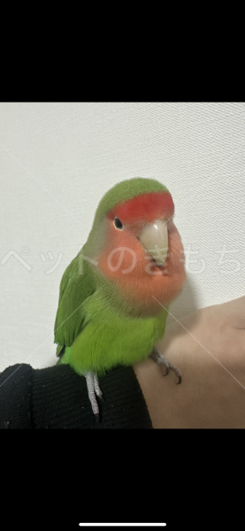 迷子鳥の画像