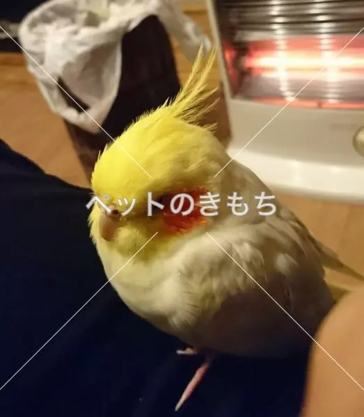 コメント投稿の画像