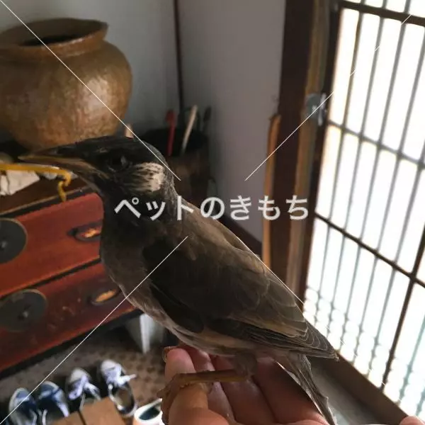 保護鳥の画像