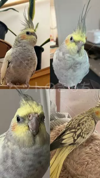 迷子鳥の画像