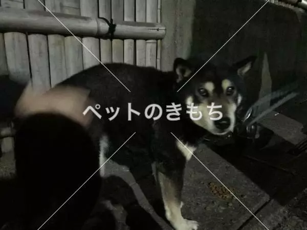 保護犬の画像