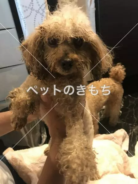 コメント投稿の画像