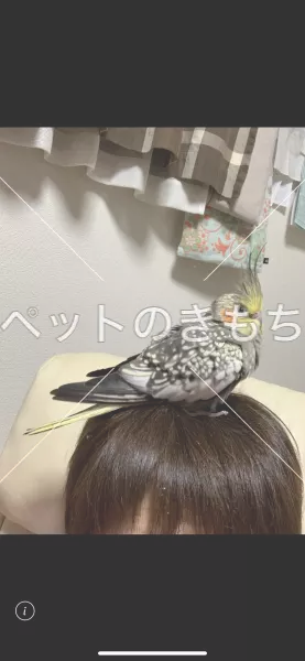 迷子鳥の画像