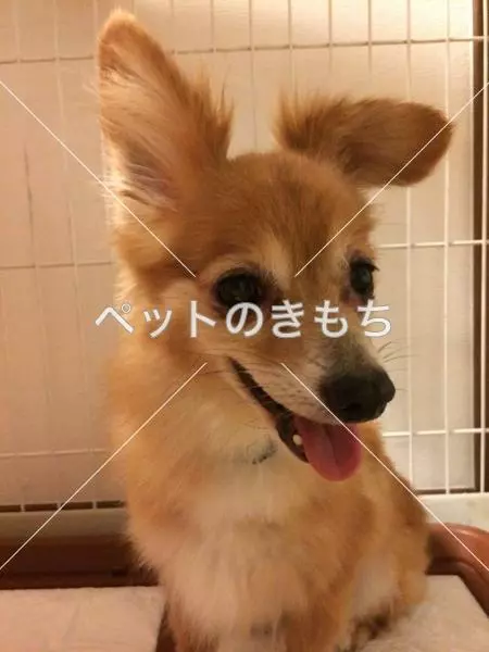 保護犬の画像