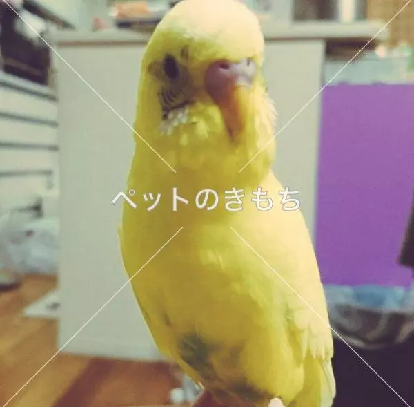 迷子鳥の画像