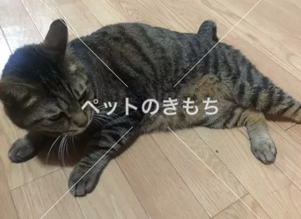迷子猫の画像