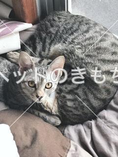 鹿児島県で猫が迷子になりました。猫種：雑種(グレーキジトラ) 投稿No 