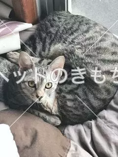 迷子猫の画像