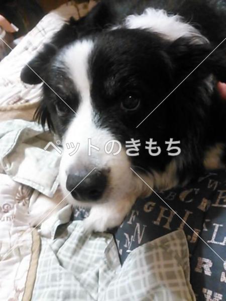 迷い犬の写真