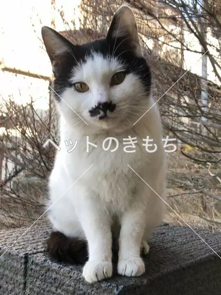 迷子猫の画像