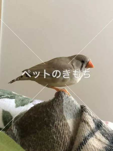 迷子鳥の画像