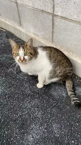 迷子猫の画像