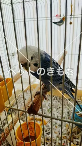 迷子鳥の画像