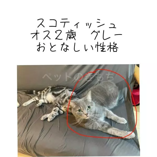 迷子猫の画像