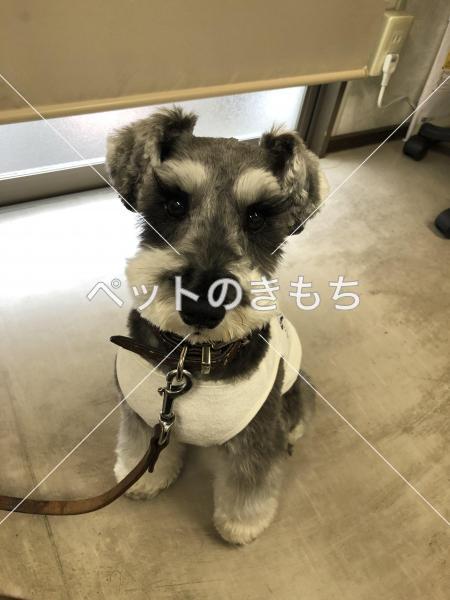 迷い犬の写真