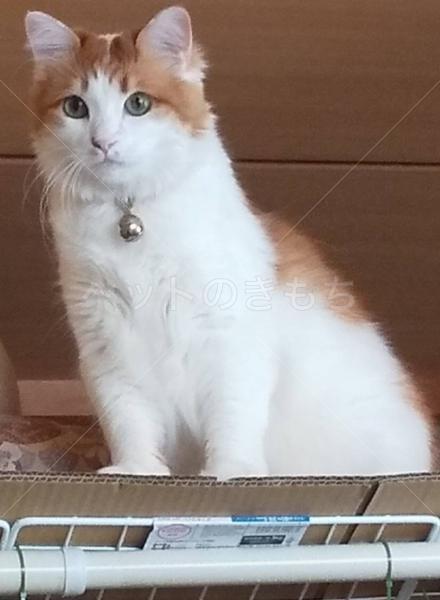 迷子猫の画像