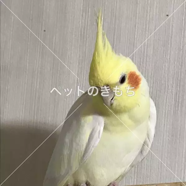 迷子鳥の画像