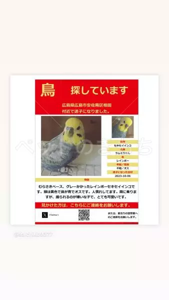 迷子鳥の画像