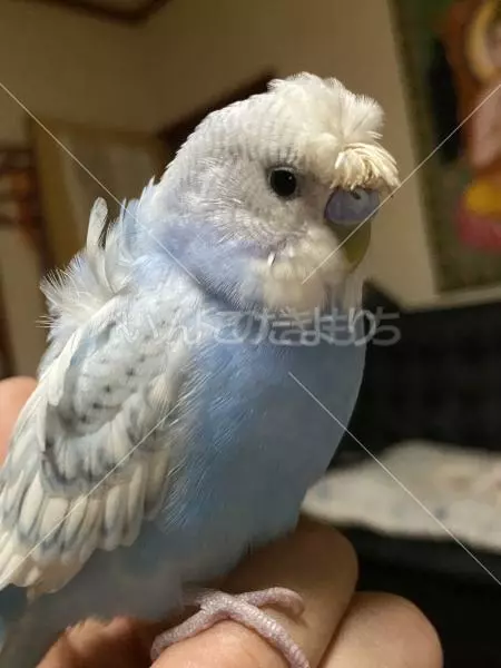 迷子鳥の画像